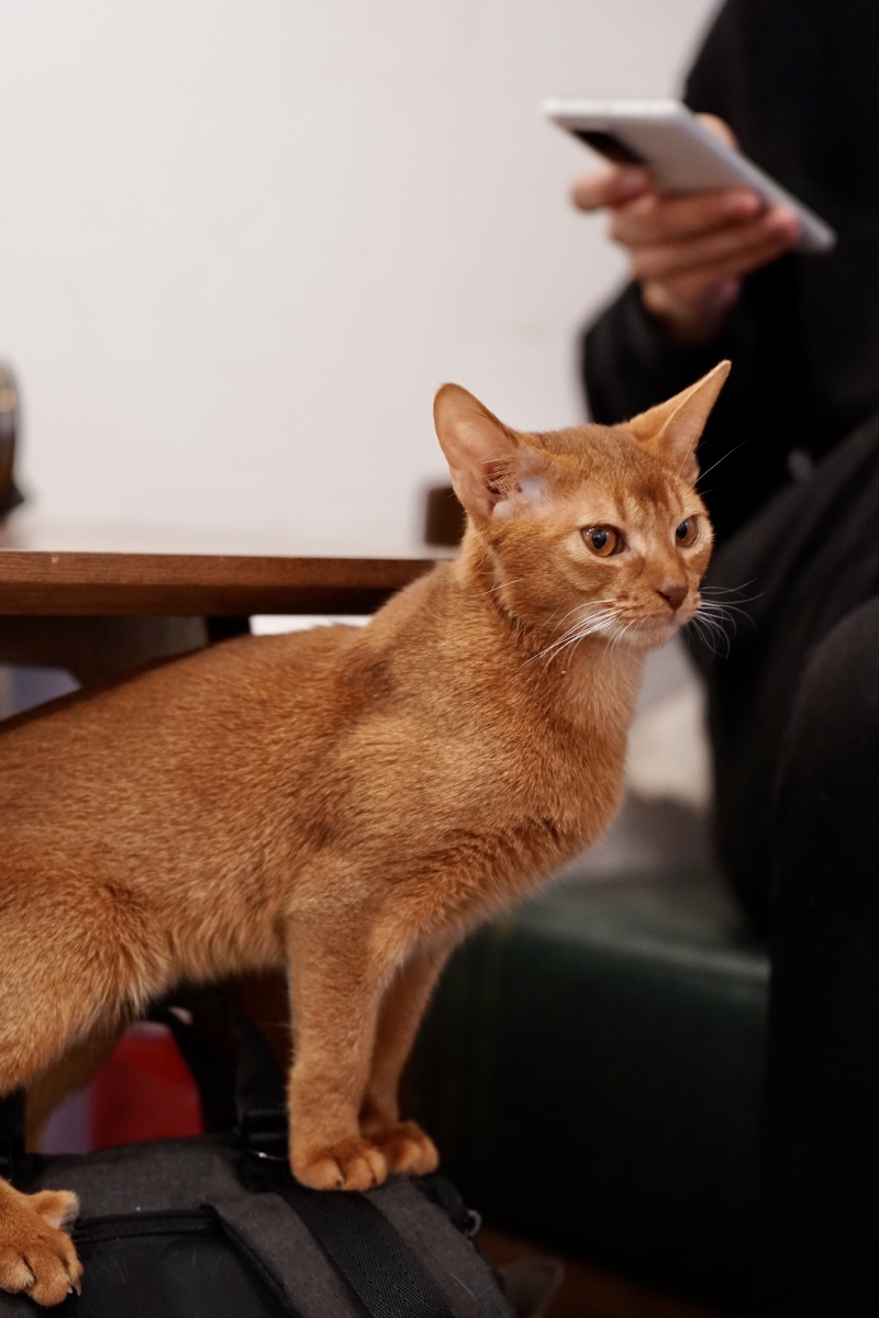 霸气侧漏法老猫