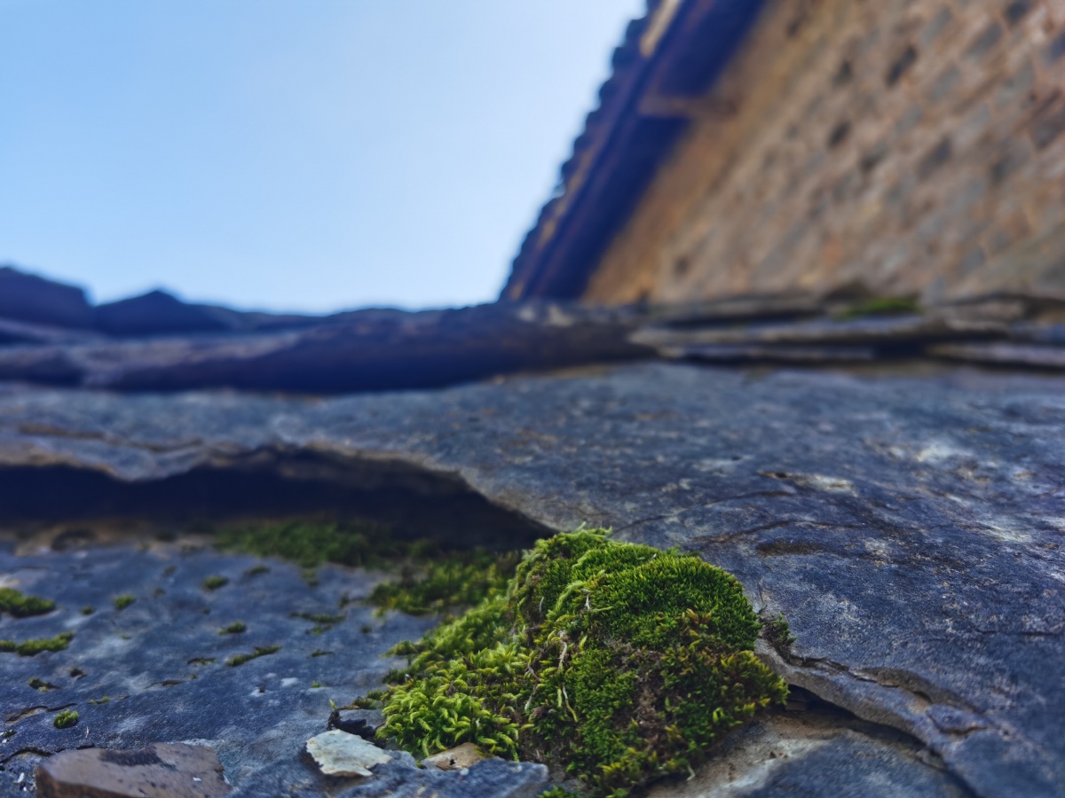 依附在石板上的青苔.