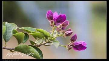IMGP3737 (2)