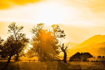 _RAW4378