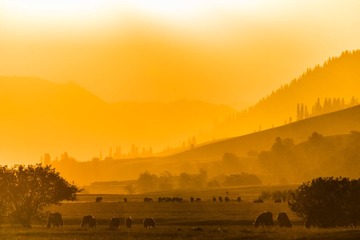 _RAW4383