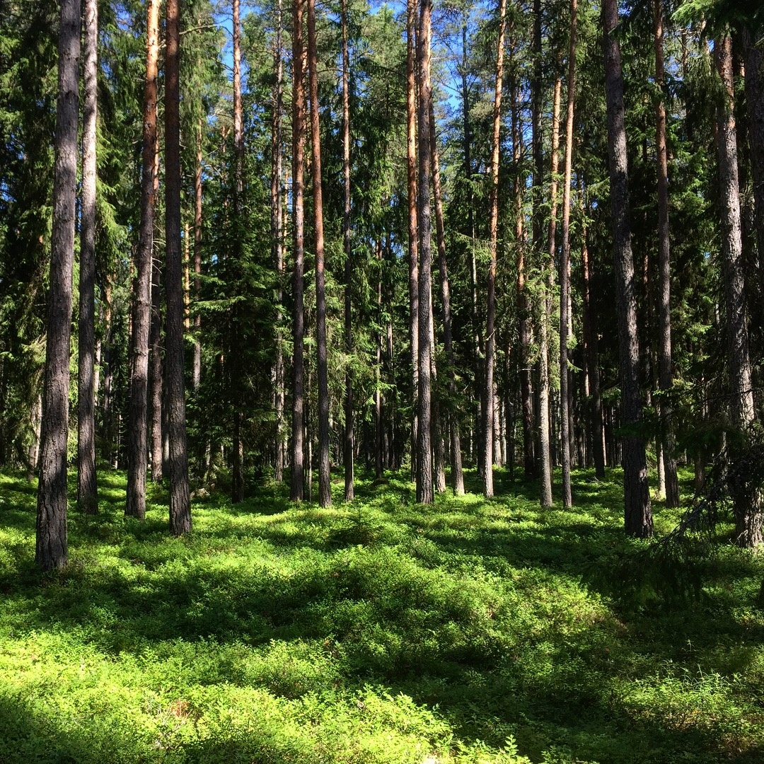 爱沙尼亚的森林