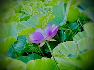 CF39117C-524A-42B2-A79D-CA6B156EA2CE/L0/001