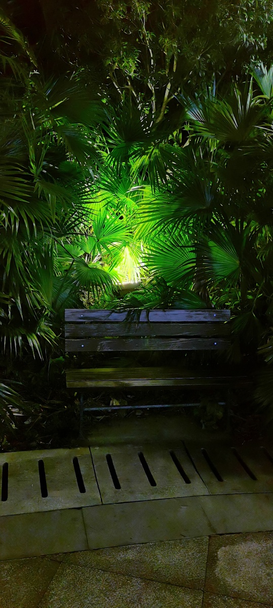 大片背景绿色春天夜景棕榈树