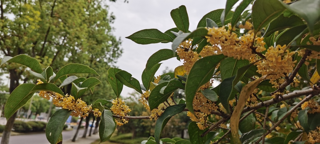 10公分丹桂桂花树价格