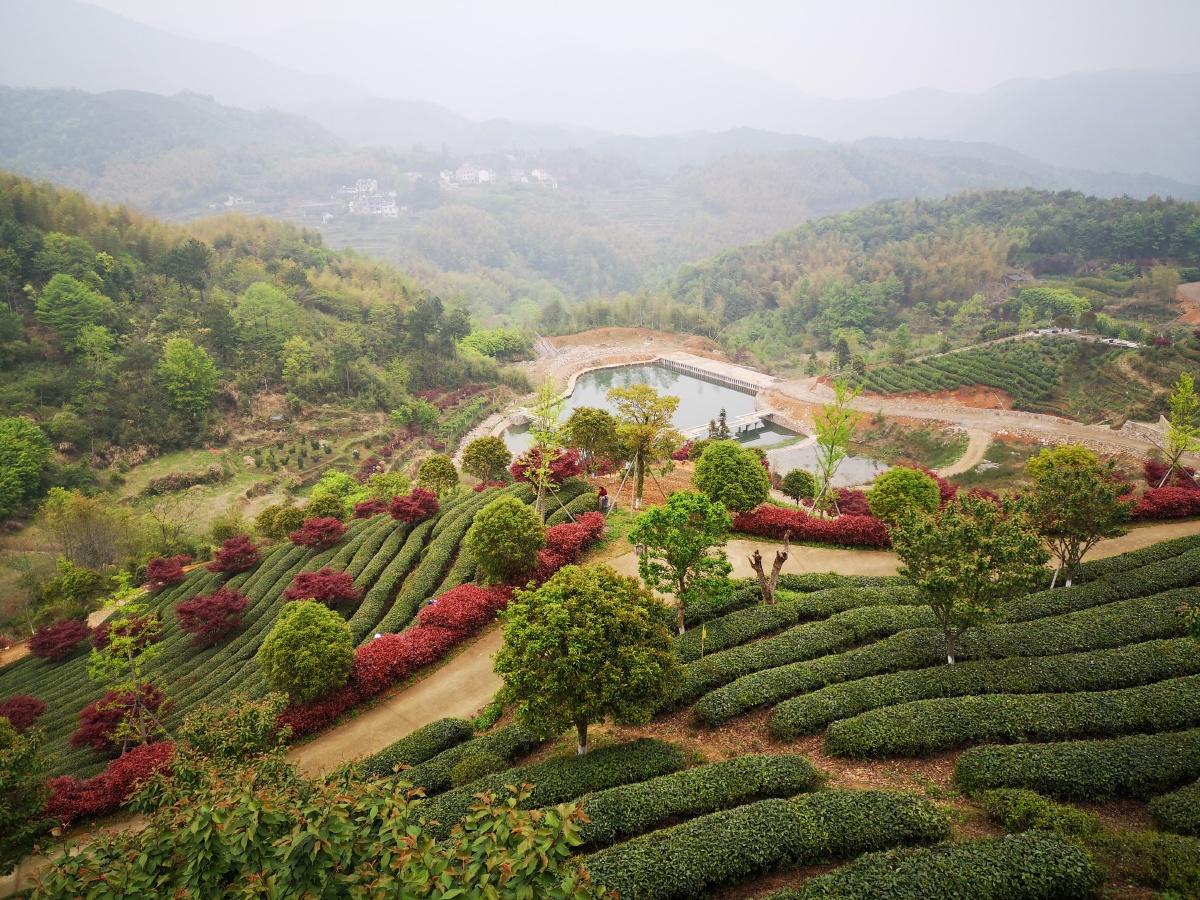 俞氏五峰茶园
