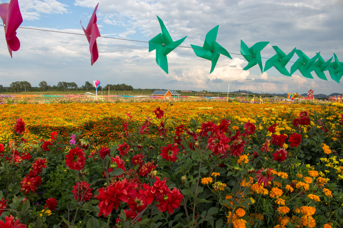 甘肃环县"八珠花海"