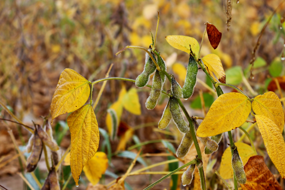 秋雾笼罩下的豆田