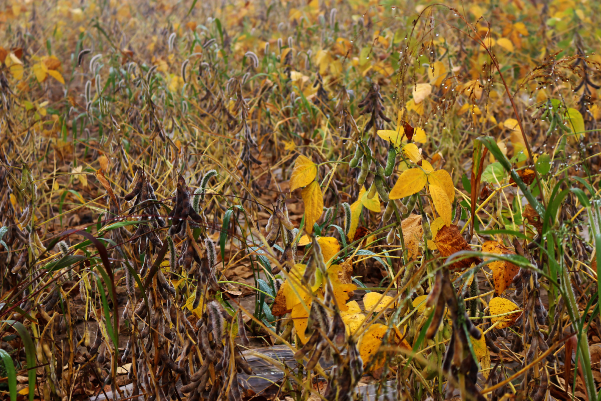 秋雾笼罩下的豆田