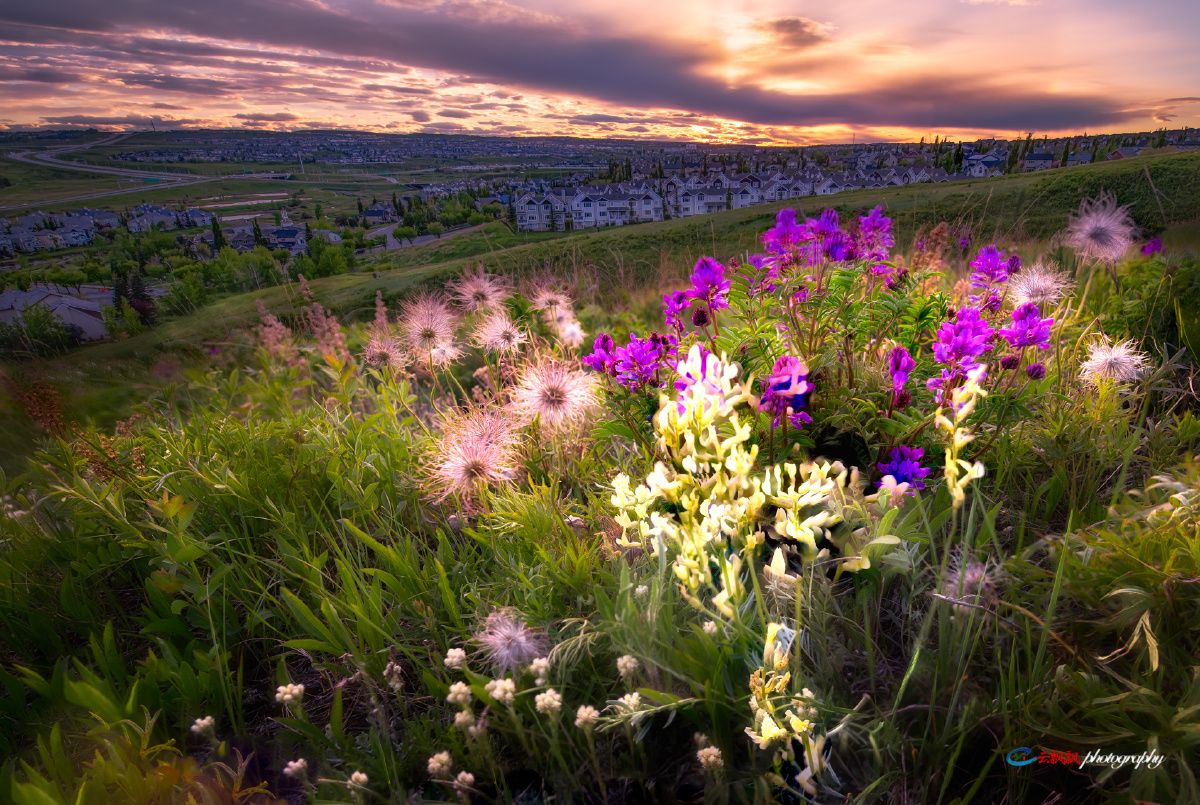 山花烂漫夏季在社区的山坡上各种野花竞相开放在此散