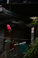 2746303