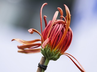 DSC_7451.-1jpg
