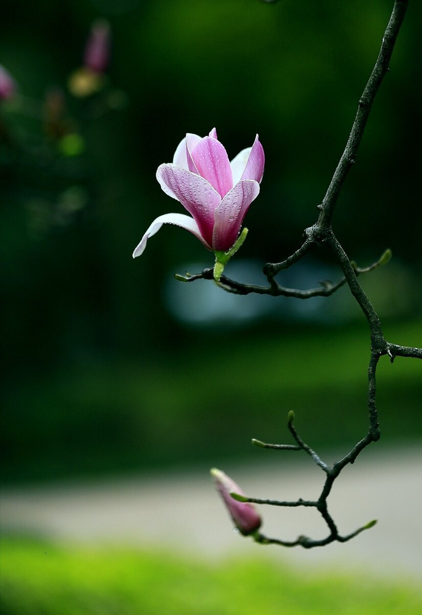 唯有春色最相惜<br />
今朝花开胜昨日