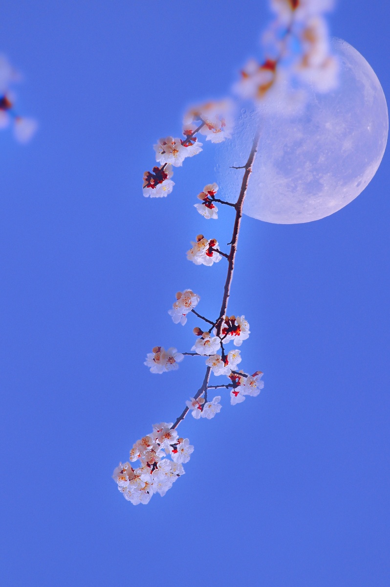 花好月圆