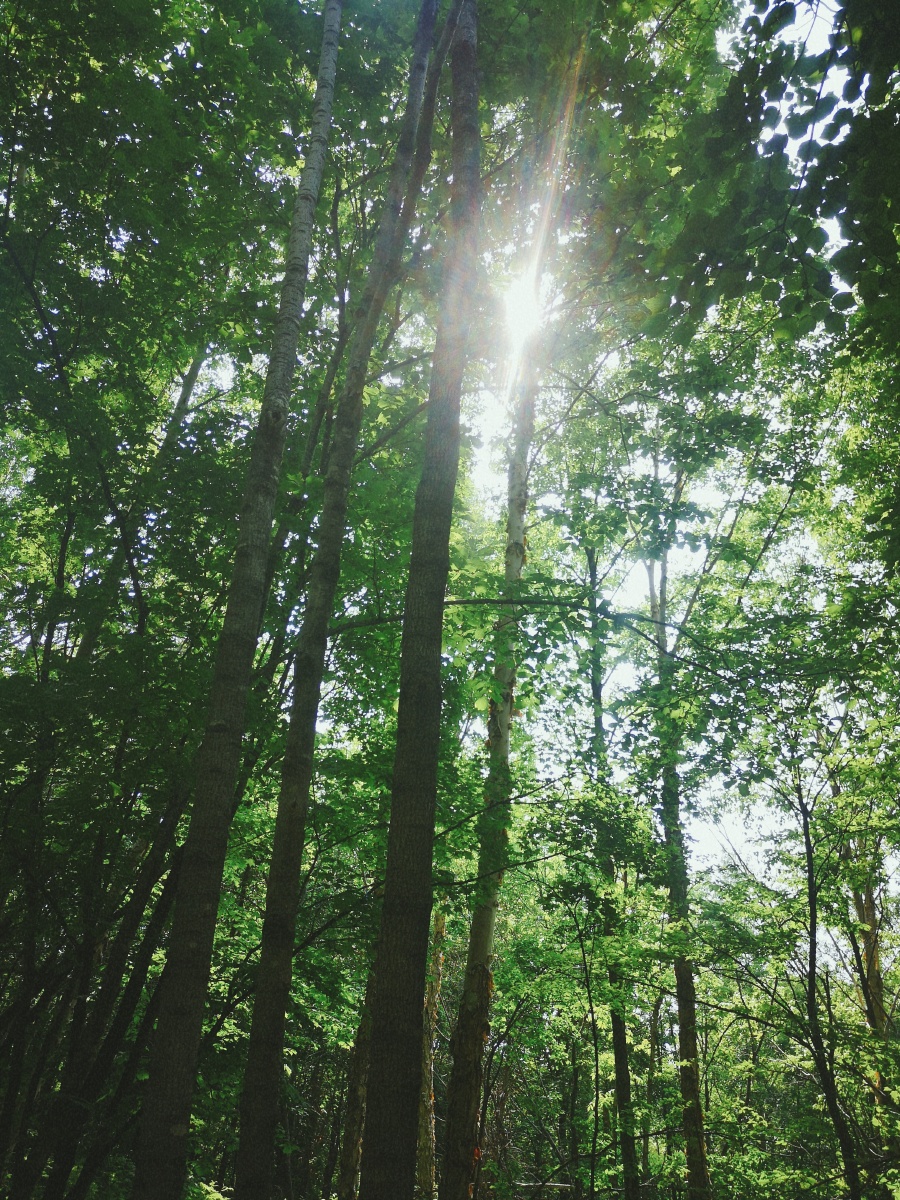 阳光洒满大地我想与你同行