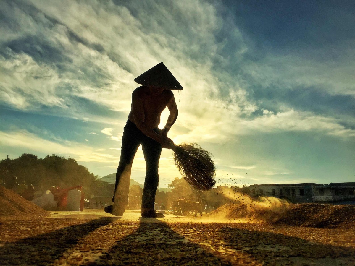 夏日黄昏,晒谷上忙碌的身影.