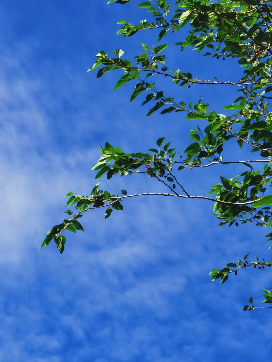 夏日蓝天晴朗风景