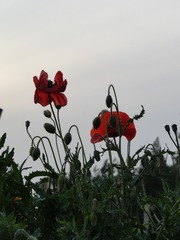 4F86FD04-7489-4263-8C79-F84EE9015CBA/L0/001