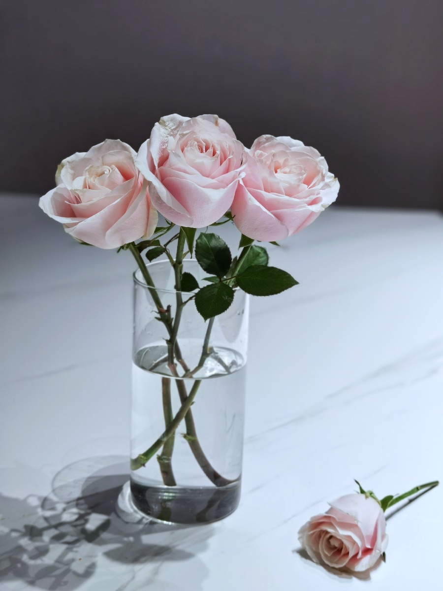 玫瑰花鲜花能治愈疲惫的灵魂爱自己从给自己买花开始