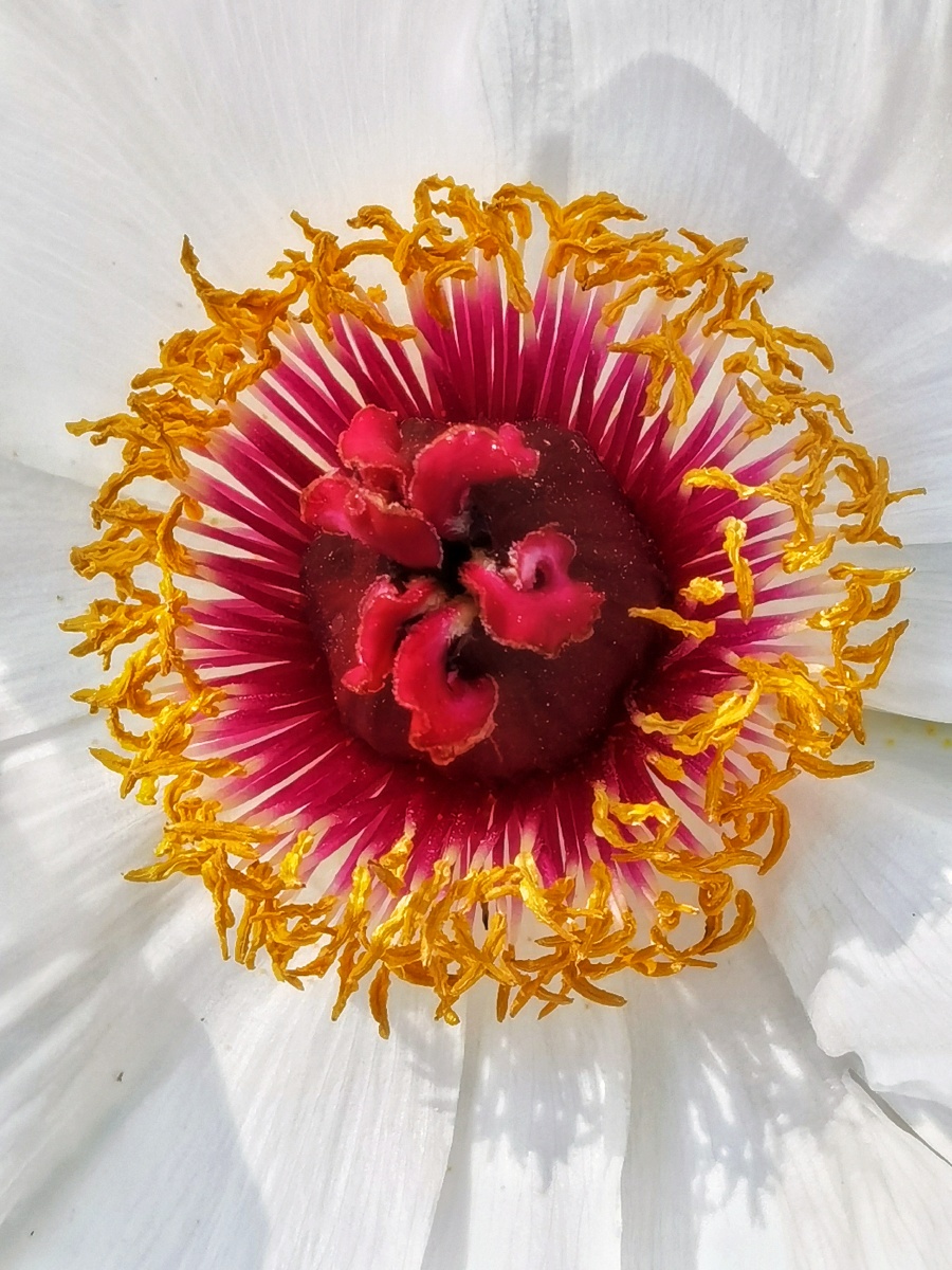 花心牡丹花洁白如雪的花瓣红黄鲜艳的花蕊花的的心藏在蕊中素净的外表