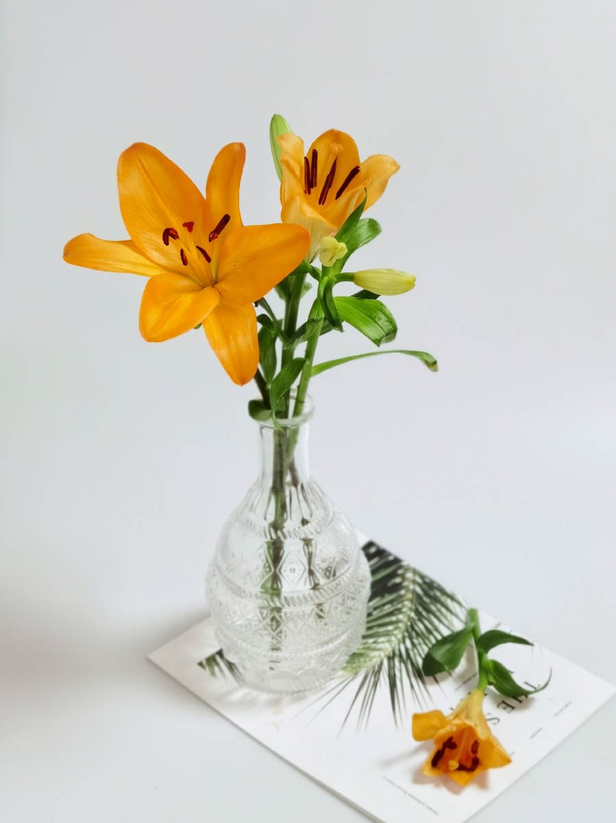 百合花,橙色百合,鲜花,花卉,静物