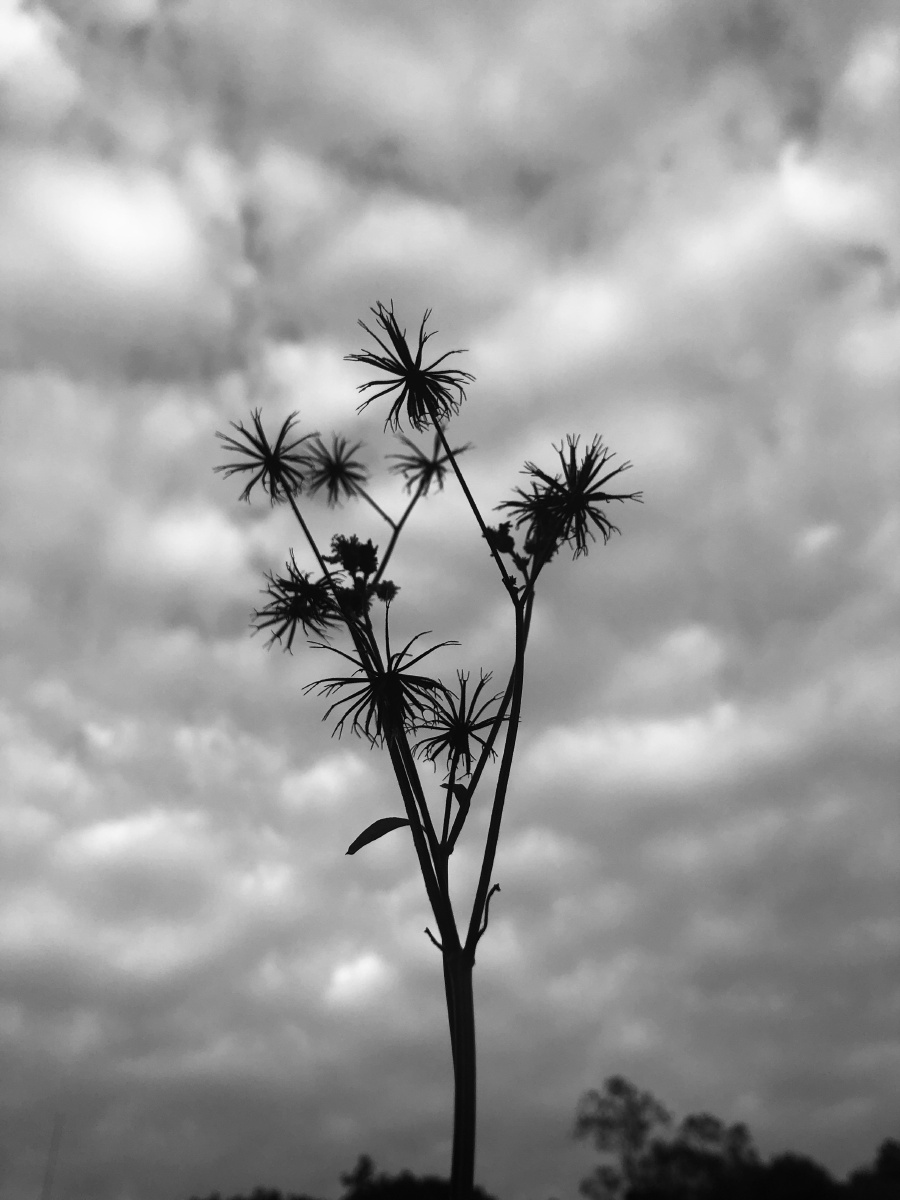 当风吹过的时候你是否会随风而去