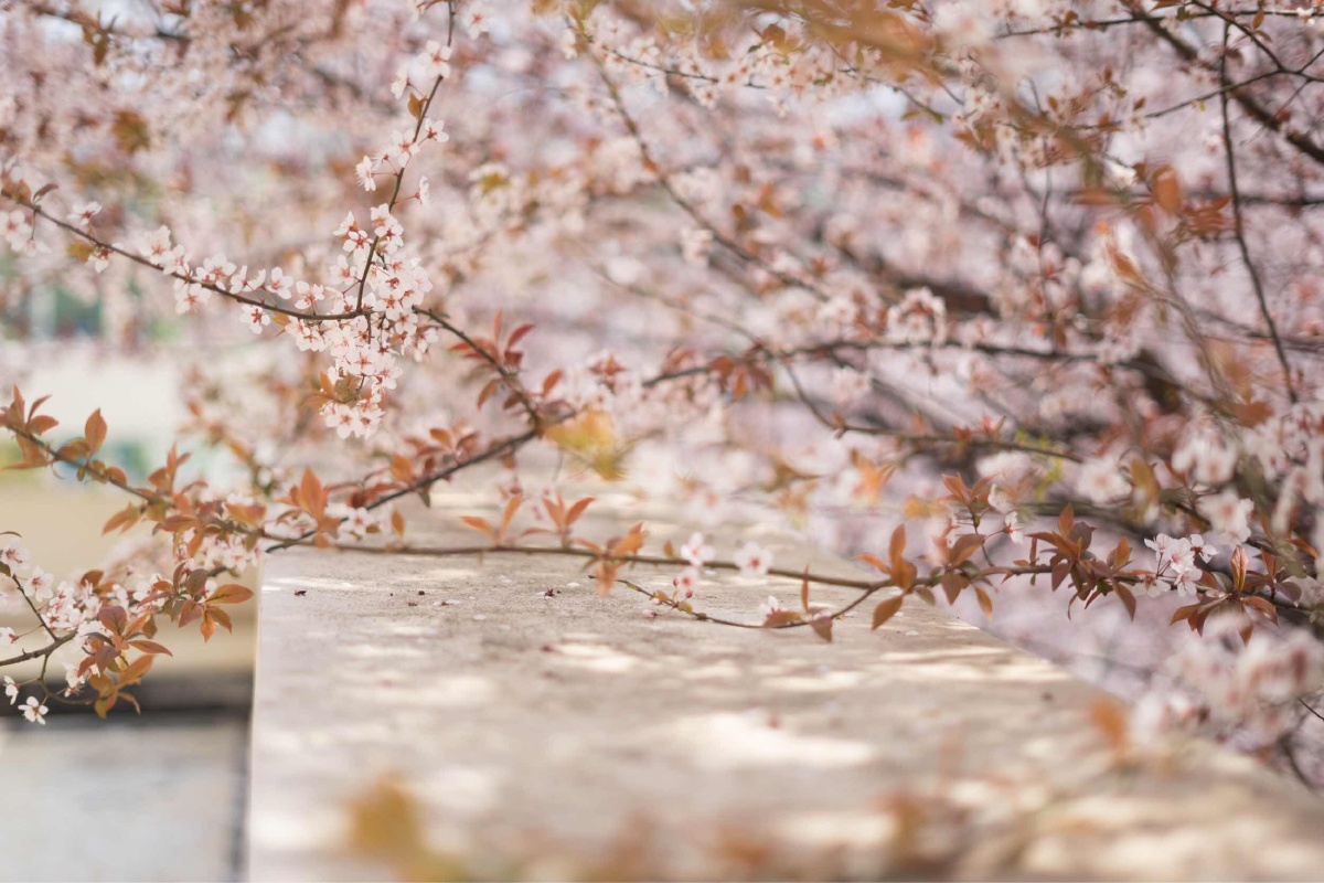 一树一树的花开