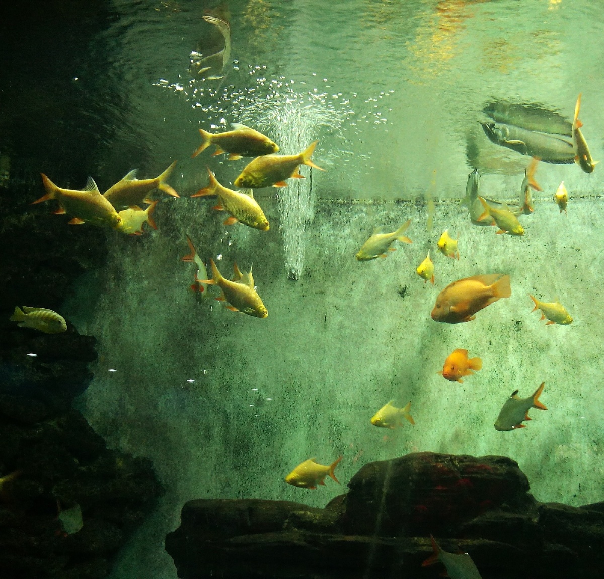 上海动物园·大鱼缸里的鱼·手机摄影