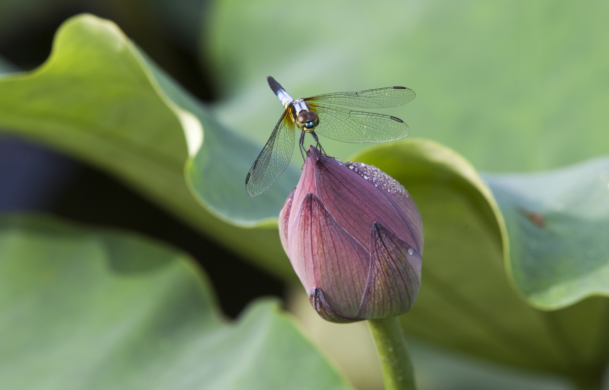 小荷才露尖尖角,早有蜻蜓立上头.