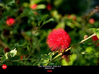 花900