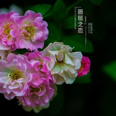 7V0A6876-1