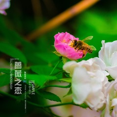 7V0A6870-1
