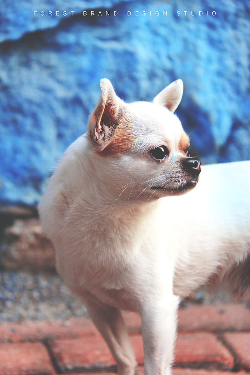 会思念的狗吉娃娃鹌鹑