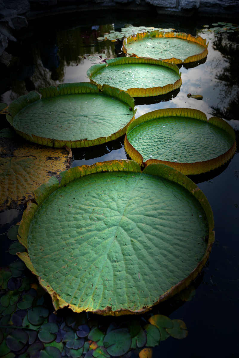 美丽的王莲叶,直径1米多,承重30余斤,堪称叶中之王.