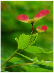 小嫩芽