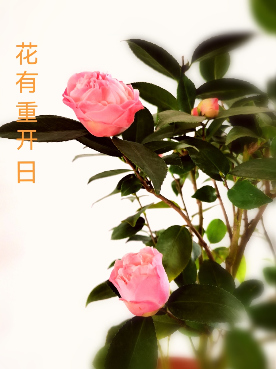 花有重开日人无再少年