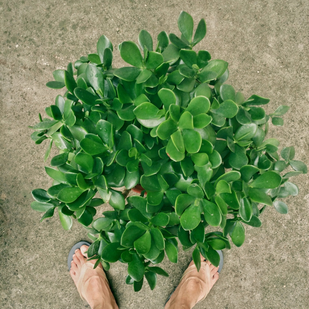 夏天 - 我用手机修照片 - 郑钱花687 - 图虫摄影