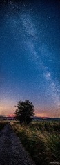 树_竖构图2