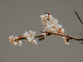 833026