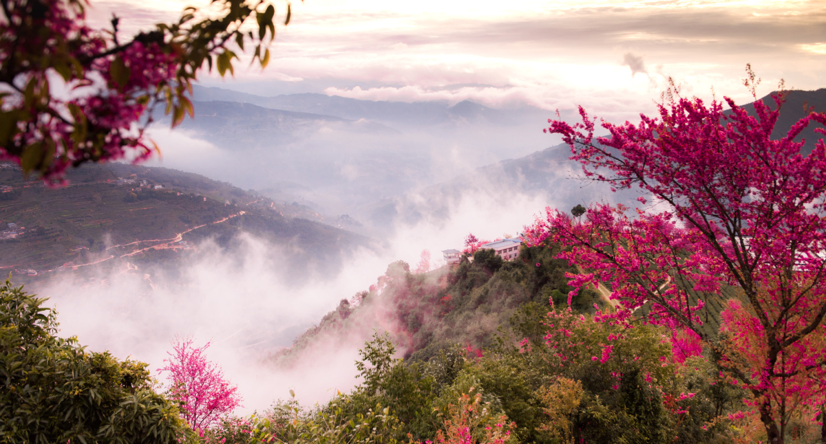 云南无量山樱花谷