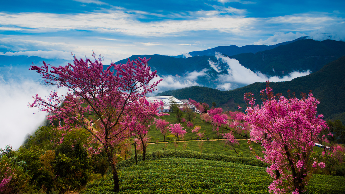 云南无量山樱花谷