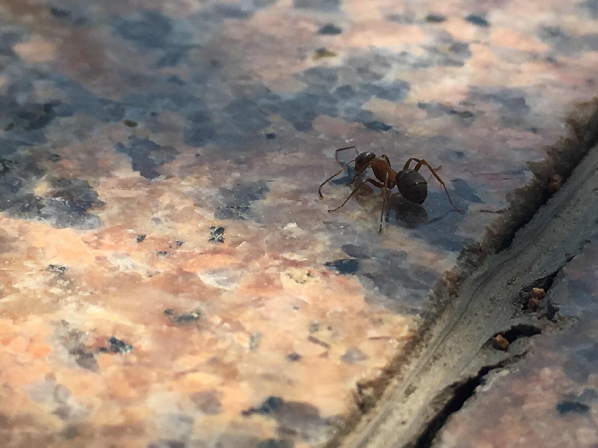 行走在路上的蚂蚁