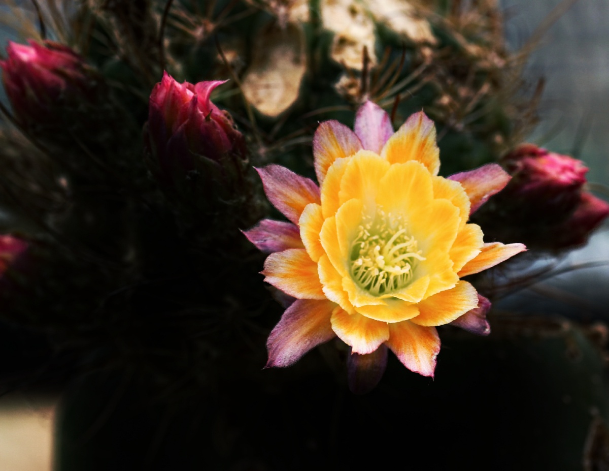 仙人球仙人球开花暗背景漂亮的花花