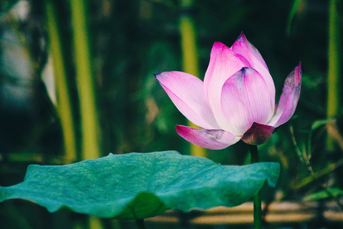 夏荷- 寒月芙蕖- - 图虫