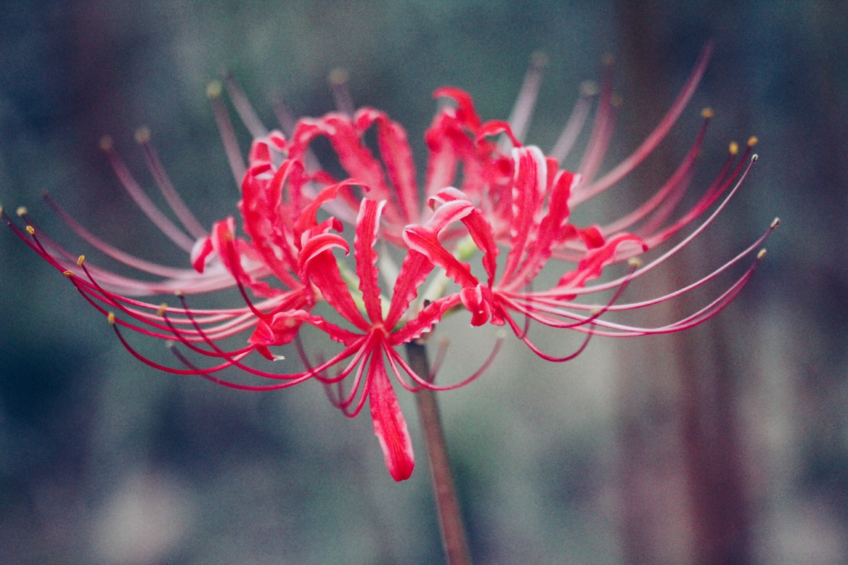 花开彼岸 - 寒月芙蕖- - 图虫