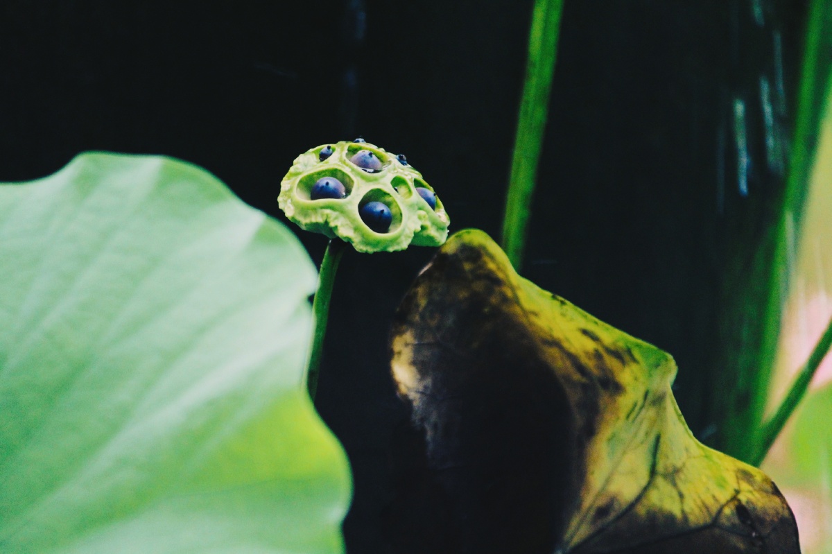 莲蓬- 寒月芙蕖- - 图虫