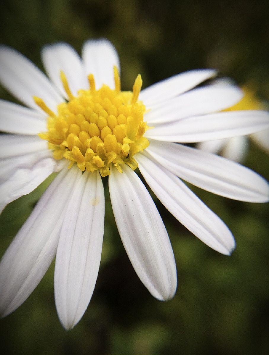 小野花 - 寒月芙蕖- - 图虫