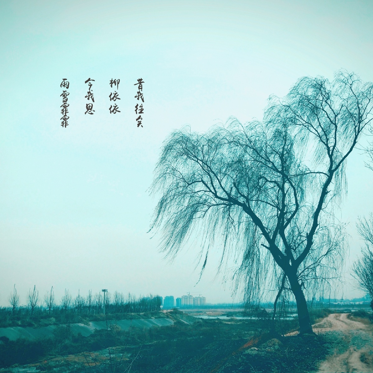 昔我往矣,杨柳依依 - 寒月芙蕖- - 图虫