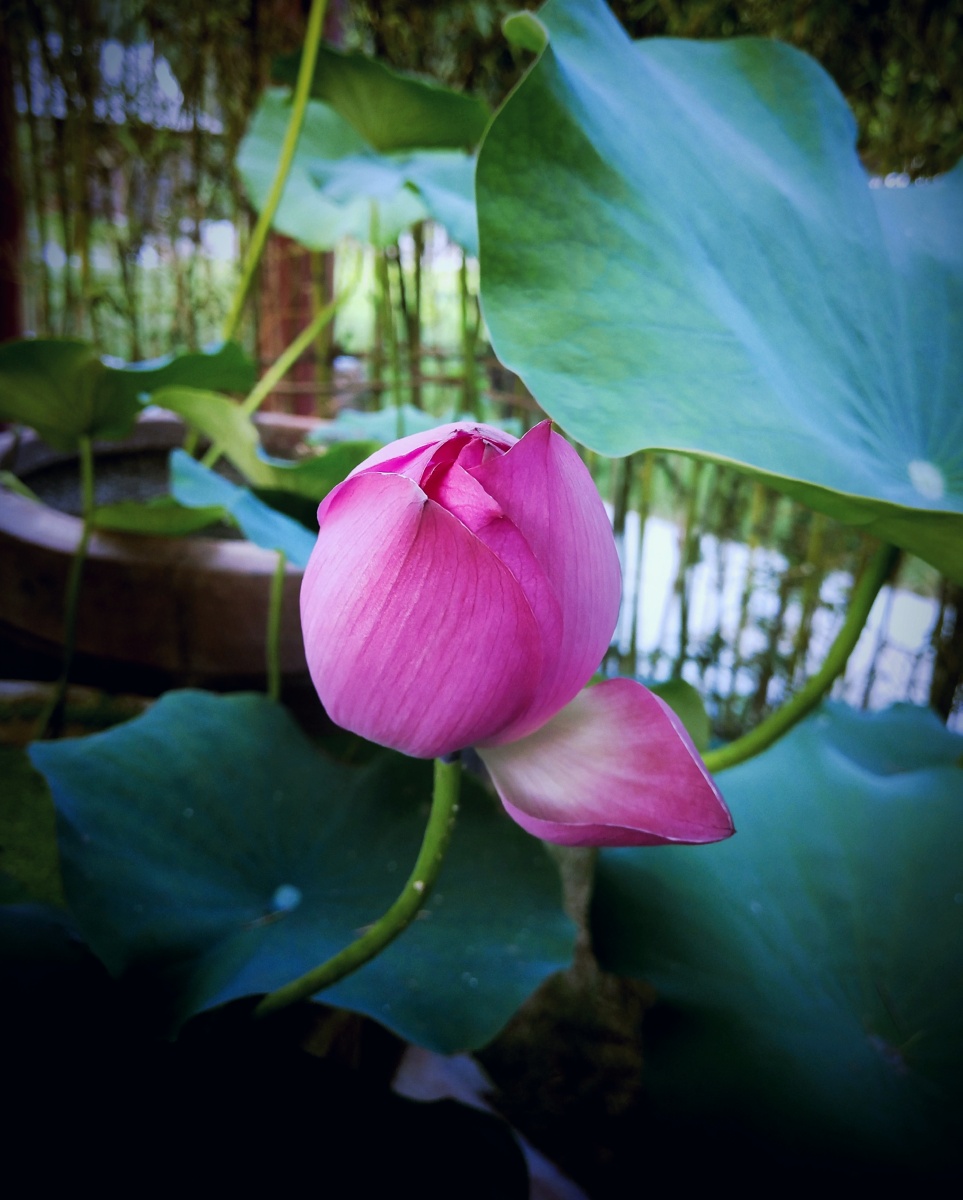 夏荷- 寒月芙蕖- - 图虫