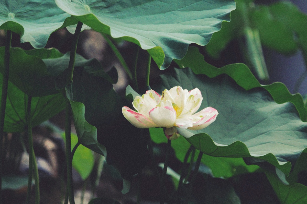 寒月芙蕖- - 图虫